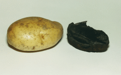 Potato – Before & After